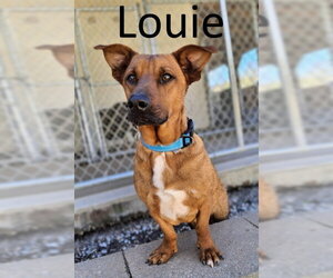 Australian Kelpie-Basset Hound Mix Dogs for adoption in Mountain View, AR, USA