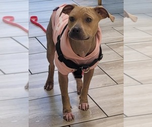 American Bulldog-Unknown Mix Dogs for adoption in Mobile, AL, USA