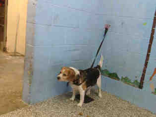 Beagle Dogs for adoption in San Bernardino, CA, USA