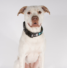 American Pit Bull Terrier-Pointer Mix Dogs for adoption in St. Louis Park, MN, USA