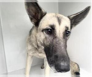 German Shepherd Dog-Unknown Mix Dogs for adoption in Houston, TX, USA