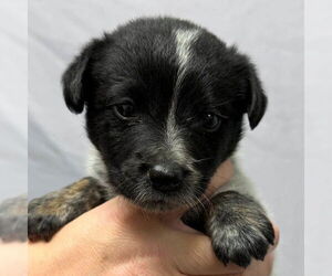 Mutt Dogs for adoption in Jefferson, WI, USA