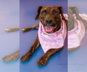 Labrador Retriever Dogs for adoption in The Woodlands, TX, USA