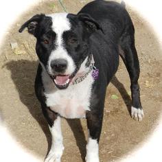 American Staffordshire Terrier-Boxer Mix Dogs for adoption in Atwood, CA, USA