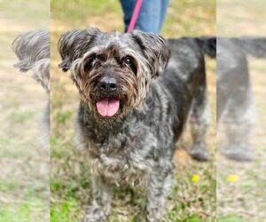 Mutt Dogs for adoption in Denton, TX, USA