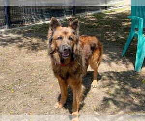 German Shepherd Dog Dogs for adoption in Orange, CA, USA