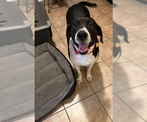 German Shorthaired Pointer-Unknown Mix Dogs for adoption in Farmerville, LA, USA