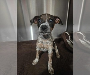 Box heeler Dogs for adoption in El Centro, CA, USA