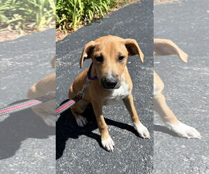 Labrador Retriever-Unknown Mix Dogs for adoption in Sterling, MA, USA