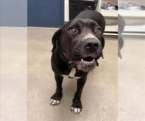 Mastador Dogs for adoption in HESPERIA, CA, USA