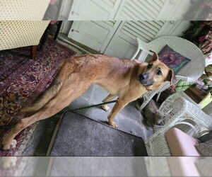 Shepradors Dogs for adoption in Winston Salem, NC, USA