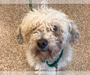 Poodle (Miniature) Dogs for adoption in Springfield, MA, USA