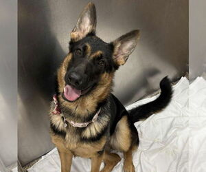 German Shepherd Dog Dogs for adoption in Martinsburg, WV, USA