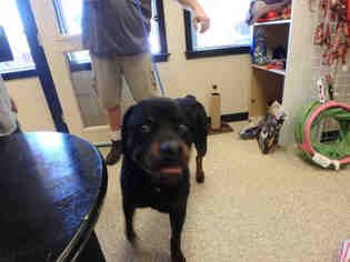 Medium Photo #1 Rottweiler Puppy For Sale in Georgetown, TX, USA