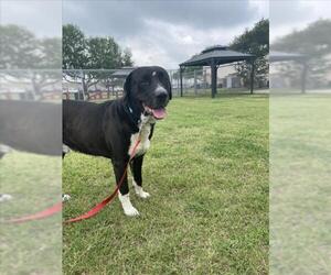 Labrador Retriever-Unknown Mix Dogs for adoption in Corpus Christi, TX, USA