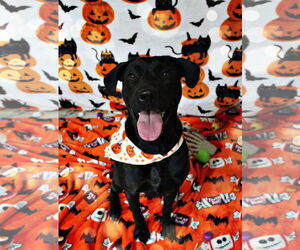 Labrador Retriever-Unknown Mix Dogs for adoption in DuQuoin, IL, USA