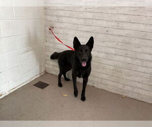 German Shepherd Dog Dogs for adoption in San Bernardino, CA, USA