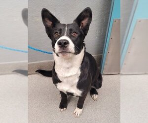 Border Collie-Unknown Mix Dogs for adoption in Las Vegas, NV, USA