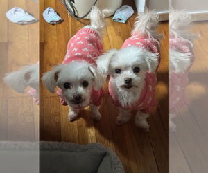 Maltese Dogs for adoption in Morganville, NJ, USA