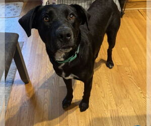 Labrador Retriever-Unknown Mix Dogs for adoption in Princeton, MN, USA