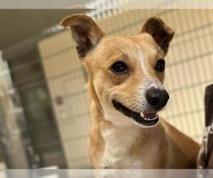 Chihuahua-Unknown Mix Dogs for adoption in Martinez, CA, USA