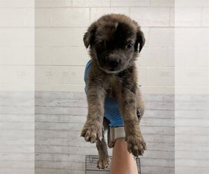 Mutt Dogs for adoption in San Bernardino, CA, USA