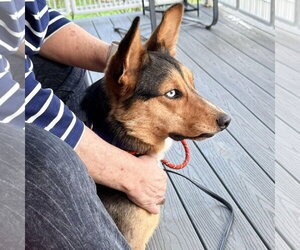 Mutt Dogs for adoption in Overland Park, KS, USA