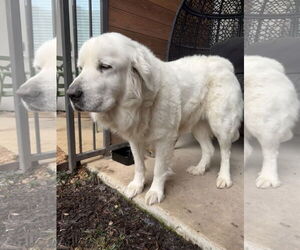 Great Pyrenees Dogs for adoption in Bend, OR, USA
