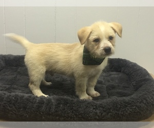 Australian Terrier-Unknown Mix Dogs for adoption in Del Rio, TX, USA