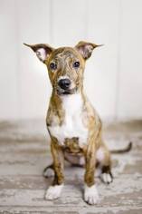 American Pit Bull Terrier-Italian Greyhound Mix Dogs for adoption in Custer, WA, USA