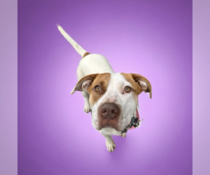 Mutt Dogs for adoption in Rockville, MD, USA