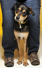 Doberman Pinscher-German Shepherd Dog Mix Dogs for adoption in Cookeville, TN, USA