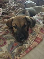 Black Mouth Cur-Unknown Mix Dogs for adoption in Hollister, FL, USA