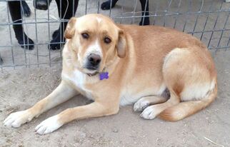 Mutt Dogs for adoption in Carson City, NV, USA