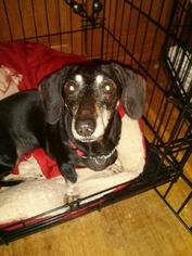 Dachshund Dogs for adoption in Germanton, NC, USA