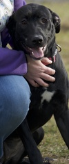 Labrador Retriever-Unknown Mix Dogs for adoption in Potsdam, NY, USA