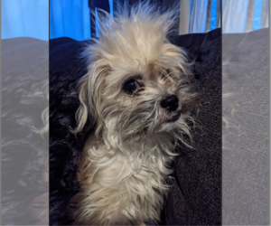 Maltipoo Dogs for adoption in Redmond, WA, USA