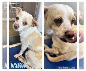 Chihuahua-Unknown Mix Dogs for adoption in San Antonio, TX, USA