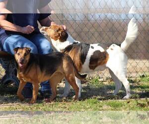 Mutt Dogs for adoption in Tunica, MS, USA