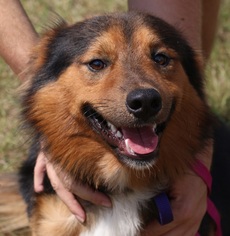 Australian Shepherd Dogs for adoption in Canton, CT, USA