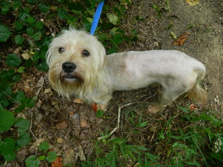 Maltese Dogs for adoption in Randleman, NC, USA