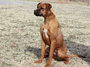 Medium Photo #1 Boxer-Unknown Mix Puppy For Sale in Edmond, OK, USA