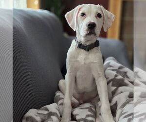 Boxer-Unknown Mix Dogs for adoption in Brooklyn Center, MN, USA