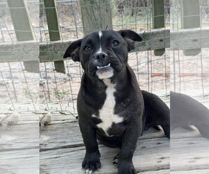 Free-Lance Bulldog Dogs for adoption in PIPE CREEK, TX, USA