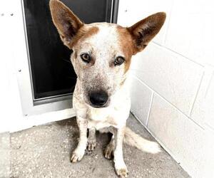 Mutt Dogs for adoption in Houston, TX, USA