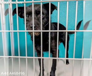 Mutt Dogs for adoption in Oklahoma City, OK, USA