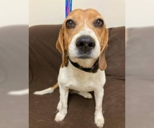 Beagle Dogs for adoption in Neillsville, WI, USA