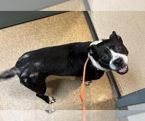 Boston Terrier-Unknown Mix Dogs for adoption in Newton, NC, USA