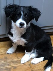Medium Photo #1 Dachshund-Unknown Mix Puppy For Sale in Fredericksburg, VA, USA