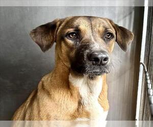 German Shepherd Dog Dogs for adoption in San Bernardino, CA, USA
